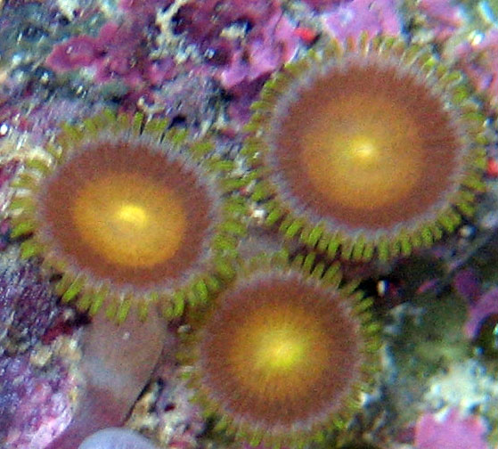 Armor of God Zoas; armor of god coral. Limited Edition True Armor of God; Limited Edition True Armor of God armor of god coral. Armor of God Zoas; armor of god coral. Limited Edition True Armor of God; Limited Edition True Armor of God